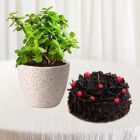 1 POUND BLACK FOREST CAKE WITH JADE PLANT 