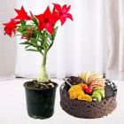 1 POUND DELICIOUS MIX FRUIT CAKE WITH RED ADENIUM PLANT 