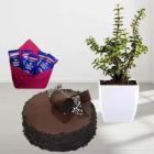 BUNCH OF 50 RED ROSES HALF KG HEART SHAPE CHOCOLATE TRUFFLE CAKE WITH PHOTO MUG 
