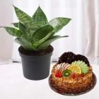 1 POUND MIX FRUIT COOL CAKE WITH SANSEVIERIA PLANT 