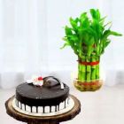 2 LAYER LUCKY BAMBOO PLANT WITH 1 POUND CHOCO VANILLA COOL CAKE 