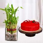 2 LAYER LUCKY BAMBOO PLANT WITH 1 POUND RED VELVET COOL CAKE