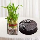 2 LAYER LUCKY BAMBOO PLANT WITH DELICIOUS CHOCOLATE TRUFFLE