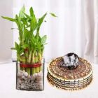 3 LAYER LUCKY BAMBOO PLANT WITH 1 POUND BUTTERSCOTCH COOL CAKE