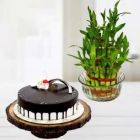 3 LAYER LUCKY BAMBOO PLANT WITH 1 POUND CHOCO VANILLA COOL CAKE