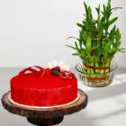 3 LAYER LUCKY BAMBOO PLANT WITH 1 POUND RED VELVET COOL CAKE