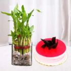 3 LAYER LUCKY BAMBOO PLANT WITH 1 POUND STRAWBERRY COOL CAKE