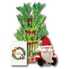 3 LAYER LUCKY BAMBOO TREE WITH CHRISTMAS GREETING CARD AND SANTA CLAUSE TOY