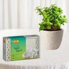 BEAUTIFUL JADE PLANT IN CERAMIC POT WITH HALF KG KAJU KATLI SWEETS 02