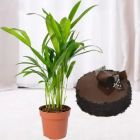 ERECA PALM PLANT WITH DOUBLE CHOCOLATE CAKE