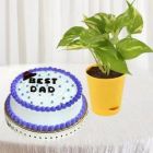 HALF KG VANILLA CAKE WITH MONEY PLANT IN POT