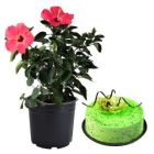 HIBISCUS PLANT WITH 1 POUND DELICIOUS KIWI COOL CAKE