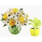 MIX FLOWERS IN GLASS VASE WITH MONEY PLANT IN POT
