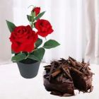 RED ROSES PLANT WITH 1 POUND PREMIUM CHOCOLATE TRUFFLE CAKE