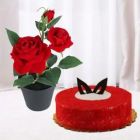 RED ROSES PLANT WITH 1 POUND PREMIUM RED VELVET CAKE