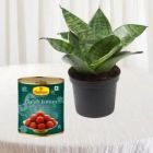 SANSEVIERIA PLANT IN POT WITH 1 KG GULABJAMUN