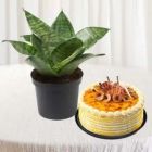 SANSEVIERIA PLANT WITH 1 POUND HONEY CAKE